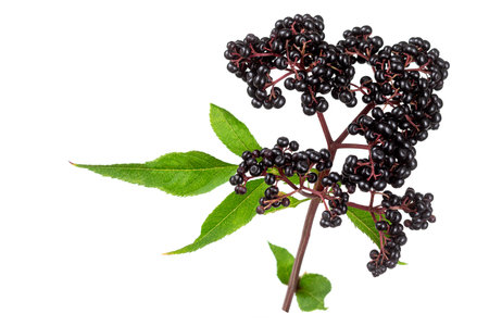 corymb of dwarf elder - sambucus ebulus with black toxic fruits wild plantの写真素材