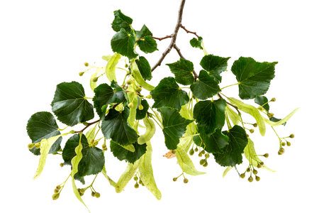 Fresh flowers and leaves of linden or lime tree isolated on white backgroundの写真素材