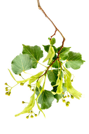 Fresh flowers and leaves of linden or lime tree isolated on white backgroundの写真素材