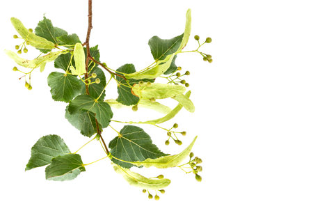 Fresh flowers and leaves of linden or lime tree isolated on white backgroundの写真素材
