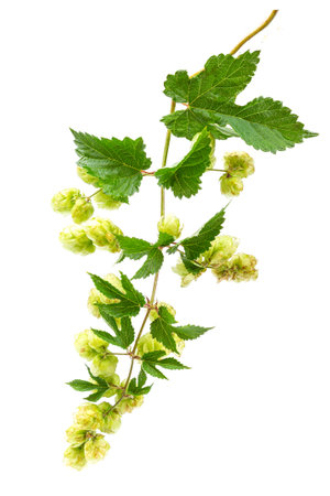 hops branch, isolated on a white background. Hop cones with leaves. Organic Hop Flowers. Close up.の写真素材