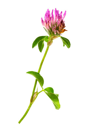 clover flowers isolated on a white background. Trefoil flowers. Medicinal herb.の写真素材