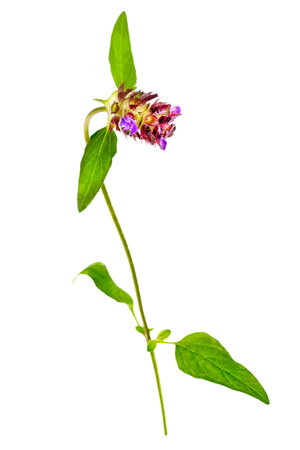 Selfheal, Prunella vulgaris isolated on white background, this plant is medical and edible,の写真素材