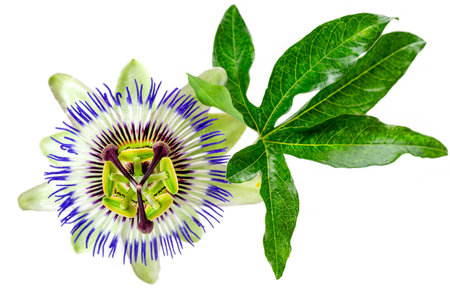 Passion Flower (Passiflora caerulea) . Beautiful passion fruit flower or Passiflora (Passifloraceae) over white backgroundの写真素材