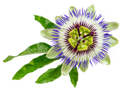 Passion Flower (Passiflora caerulea) . Beautiful passion fruit flower or Passiflora (Passifloraceae) over white backgroundの写真素材