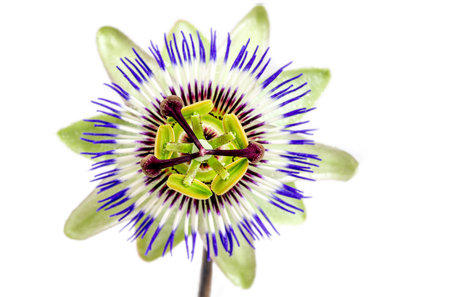 Passion Flower (Passiflora caerulea) . Beautiful passion fruit flower or Passiflora (Passifloraceae) over white backgroundの写真素材