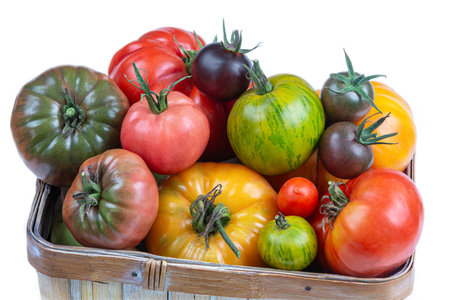 Basket full of freshly harvested heirloom and heritage tomatoes from the garden allotment. Multicolored, red, green, black, purple, orange and yellow tomatoes ready to eatの写真素材