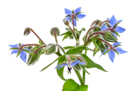 Heap of fresh blue borage flowers for decoration isolated at whiteの写真素材