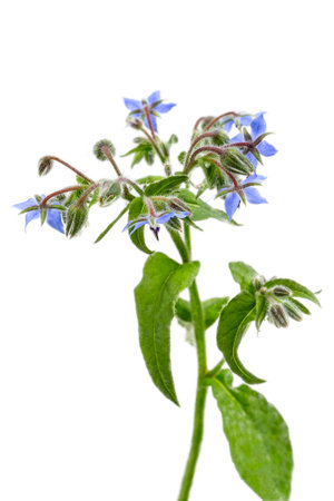 Heap of fresh blue borage flowers for decoration isolated at whiteの写真素材