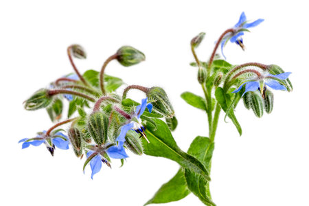Heap of fresh blue borage flowers for decoration isolated at whiteの写真素材