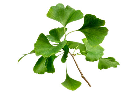 Ginkgo biloba leaf isolated on white backgroundの写真素材