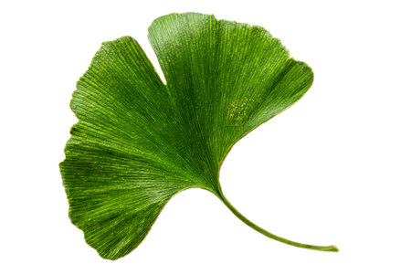 Ginkgo biloba leaf isolated on white backgroundの写真素材