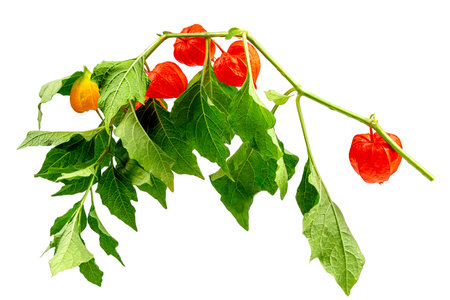 Red physalis Exotic fruit Japanese lantern, ground berry. Medical plant for treatment of various diseases.の写真素材
