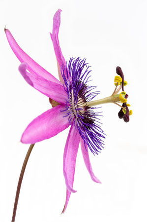 close-up of a passion flower with the botanical name passionlora violacea taken in a studio against white backgroundの写真素材