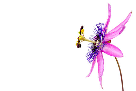 close-up of a passion flower with the botanical name passionlora violacea taken in a studio against white backgroundの写真素材
