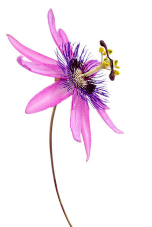 close-up of a passion flower with the botanical name passionlora violacea taken in a studio against white backgroundの写真素材