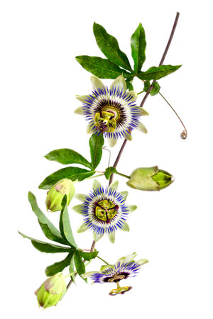 Passion Flower (Passiflora caerulea) . Beautiful passion fruit flower or Passiflora (Passifloraceae) over white backgroundの写真素材