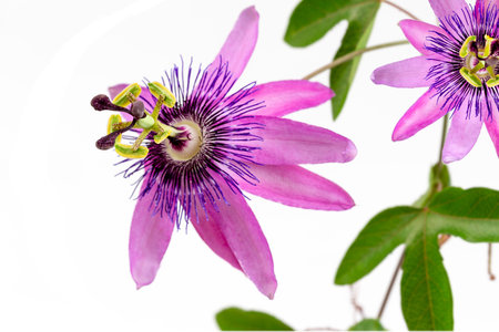 close-up of a passion flower with the botanical name passionlora violacea taken in a studio against white backgroundの写真素材