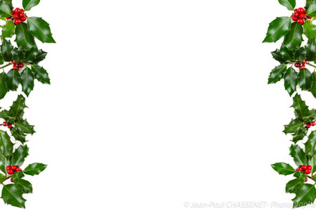 Christmas winter greenery and holly berry abstract background border on white. Traditional flora design element for greeting card, gift tag, label, menu, invitation.の写真素材