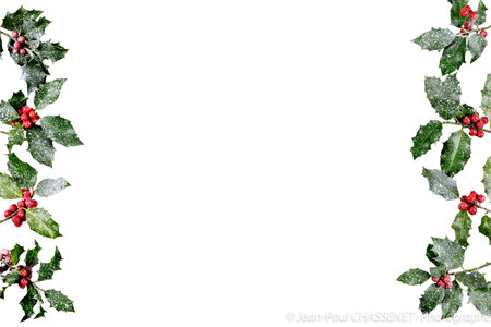Christmas winter greenery and holly berry abstract background border on white. Traditional flora design element for greeting card, gift tag, label, menu, invitation.の写真素材