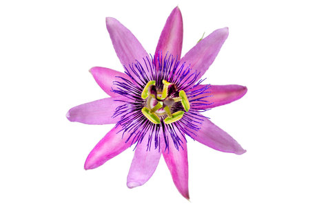 Detailed close-up of a passion flower with the botanical name passiflora violacea taken in a studio against white backgroundの写真素材