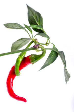 red and green chili or chilli cayenne pepper isolated on white background cutoutの写真素材