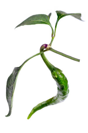 red and green chili or chilli cayenne pepper isolated on white background cutoutの写真素材