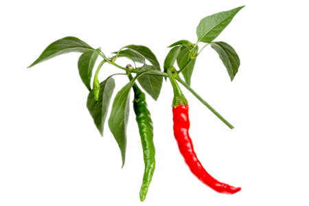 red and green chili or chilli cayenne pepper isolated on white background cutoutの写真素材