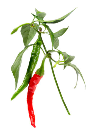 red and green chili or chilli cayenne pepper isolated on white background cutoutの写真素材