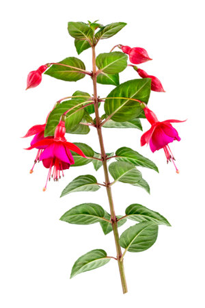 Branch of Fuchsia triphylla flower on a white backgroundの写真素材