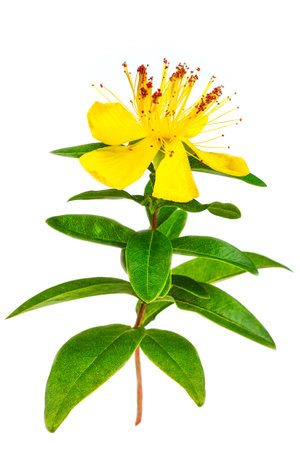 St. Johns wort Hypericum perforatum isolated on white backgroundの写真素材