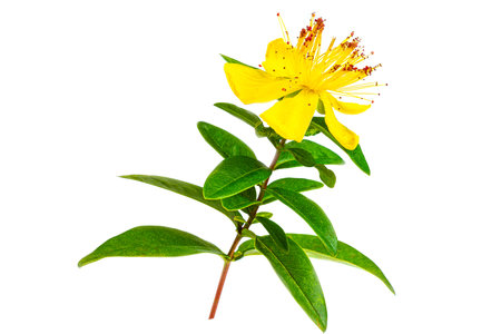 St. Johns wort Hypericum perforatum isolated on white backgroundの写真素材