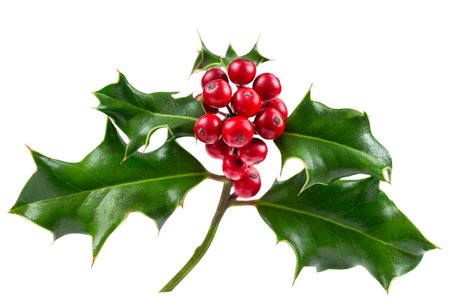 Christmas Holly With Red Berries. Traditional festive decoration. Holly branch with red berries on white.の写真素材