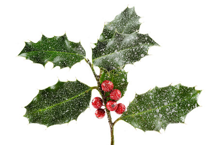 Holly ilex, christmas decoration with red berrys, covered with snow on a black backgroundの写真素材
