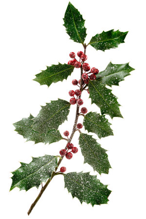 Holly ilex, christmas decoration with red berrys, covered with snow on a black backgroundの写真素材