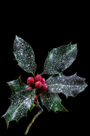 Holly ilex, christmas decoration with red berrys, covered with snow on a black backgroundの写真素材