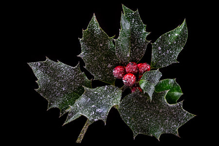 Holly ilex, christmas decoration with red berrys, covered with snow on a black backgroundの写真素材