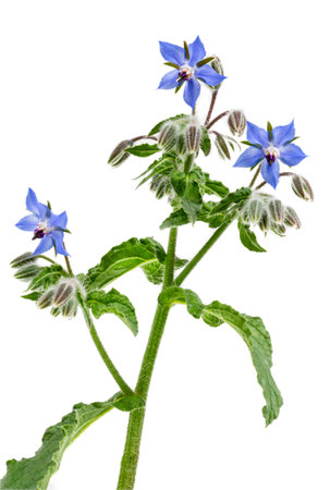 Heap of fresh blue borage flowers for decoration isolated at white background PNG fileの写真素材