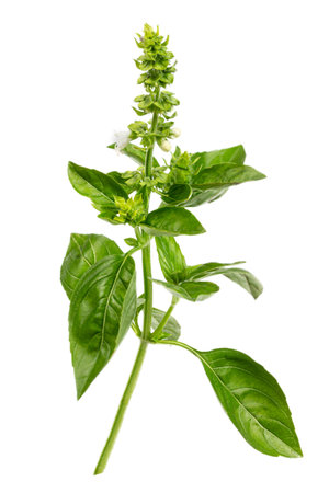 Branch of fresh green sweet basil, Genovese basil, Ocimum basilicum, a culinary herb family Lamiaceae isolated on white PNG fileの写真素材