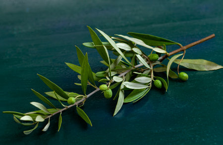 green natural fresh olives on branches with a leaves on wooden bagroundの写真素材