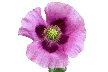 Flowering opium poppy Papaver somniferum. Close up.の写真素材