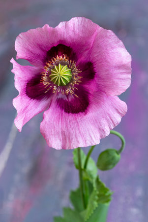 Flowering opium poppy Papaver somniferum. Close up.の写真素材