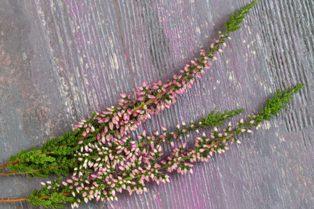 bush of wild purple flowers Calluna vulgaris heath, ling or simply heather is the sole species in the genus Calluna in the flowering plant family Ericaceae,の写真素材