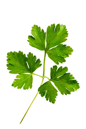 Parsley leaf. Parsley isolated on white background. Fresh Parsley twig closeup. Package design elements Flat lay. Top view.の写真素材