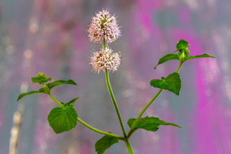 Water Mint is an erect herb that is strongly aromatic. They are common in fens, water meadows, on old wooden backgroundの写真素材
