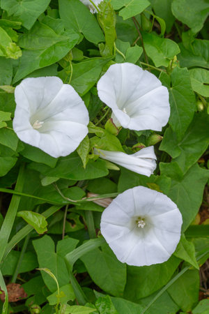 white and pink petal of bindweed-Convolvulus arvensis wild plant close up on natureの写真素材