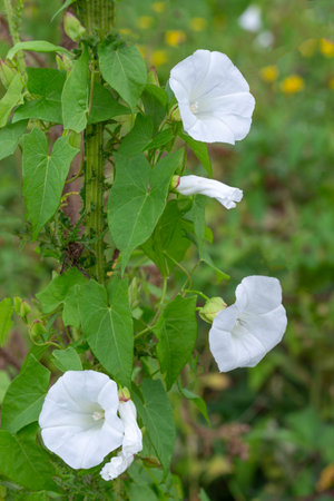 white and pink petal of bindweed-Convolvulus arvensis wild plant close up on natureの写真素材