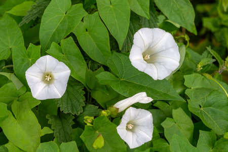 white and pink petal of bindweed-Convolvulus arvensis wild plant close up on nature