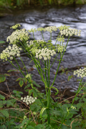 Heracleum sphondylium, commonly known as hogweed, common hogweed or cow parsnip wild flowers of the...