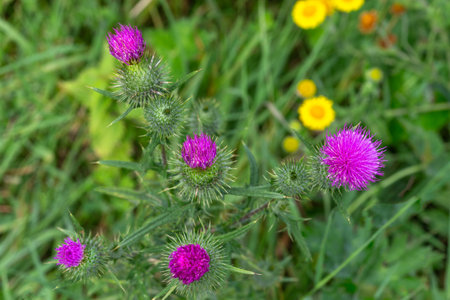 Thistle Cirsium vulgare aka Bull thistle, Nodding thistle, Milk thistle natural environment